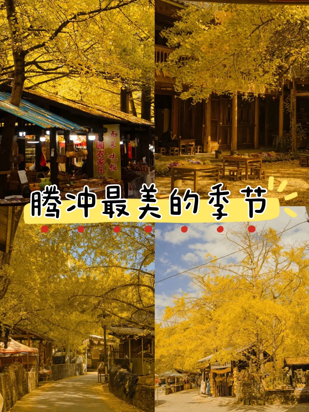 十一月必打卡地点🍂腾冲银杏村🍂_1_心之安宿_云南-来自52tours 我爱旅游网